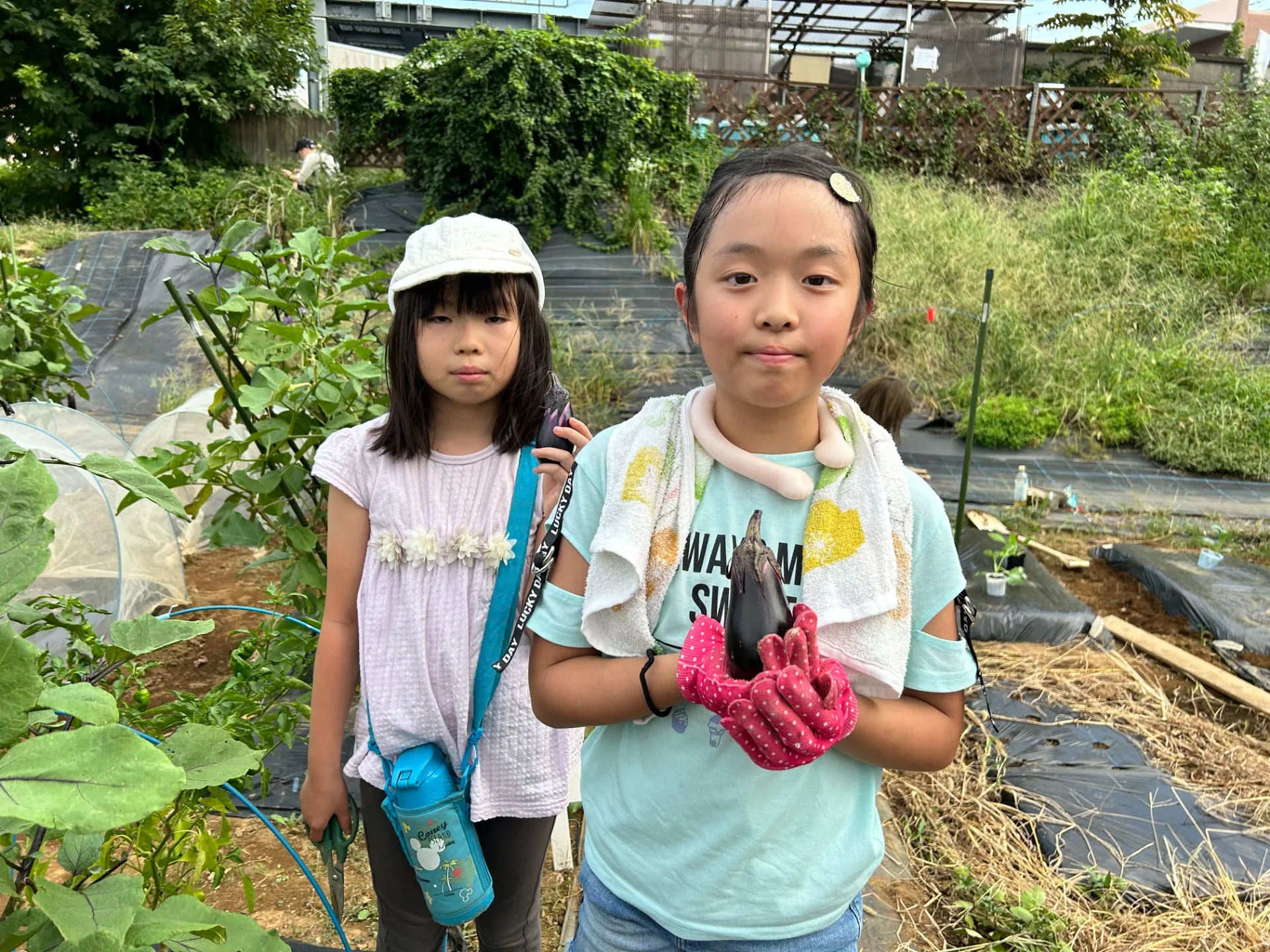 【農業体験】夏野菜の収穫と秋冬野菜の苗植え　三鷹の体操教室